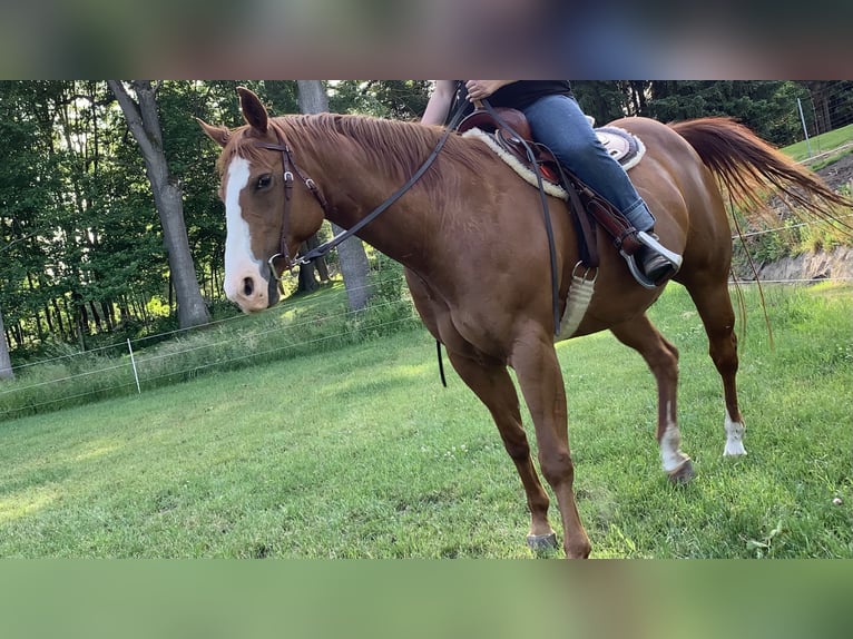 American Quarter Horse Giumenta 17 Anni 153 cm Sauro ciliegia in Jübar