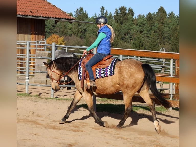 American Quarter Horse Giumenta 17 Anni 154 cm Pelle di daino in Schlammersdorf