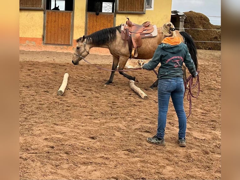 American Quarter Horse Giumenta 17 Anni 154 cm Pelle di daino in Schlammersdorf