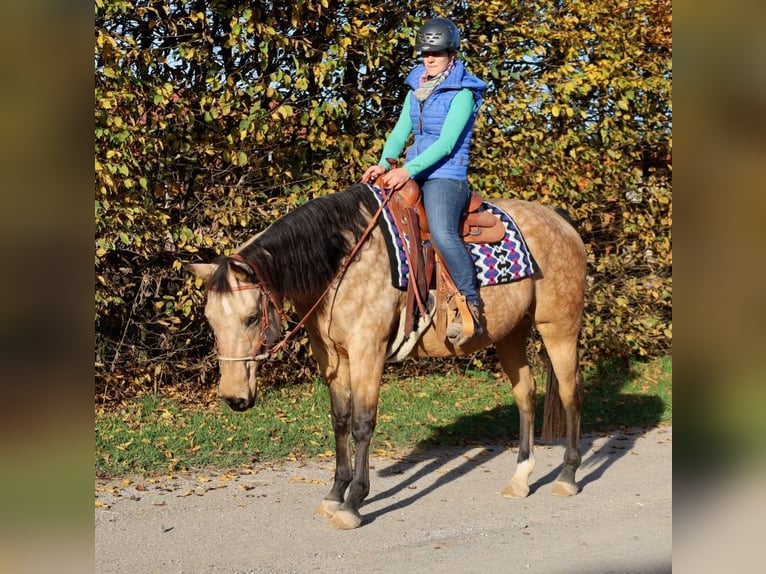 American Quarter Horse Giumenta 17 Anni 154 cm Pelle di daino in Schlammersdorf