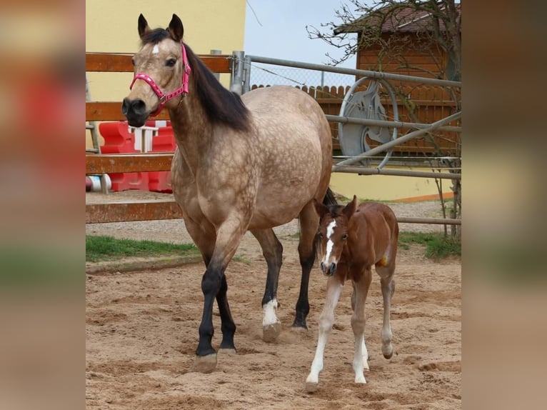 American Quarter Horse Giumenta 17 Anni 154 cm Pelle di daino in Schlammersdorf