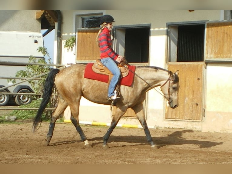 American Quarter Horse Giumenta 17 Anni 154 cm Pelle di daino in Schlammersdorf