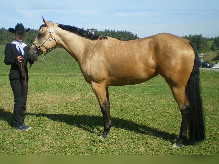 American Quarter Horse Giumenta 17 Anni 154 cm Pelle di daino in Schlammersdorf