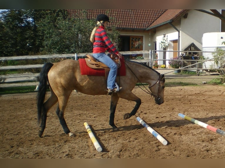 American Quarter Horse Giumenta 17 Anni 154 cm Pelle di daino in Schlammersdorf