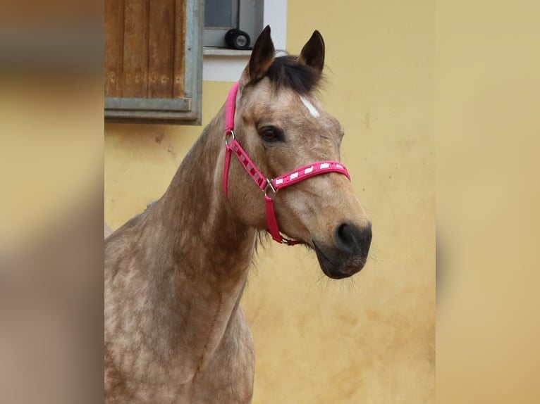 American Quarter Horse Giumenta 17 Anni 154 cm Pelle di daino in Schlammersdorf