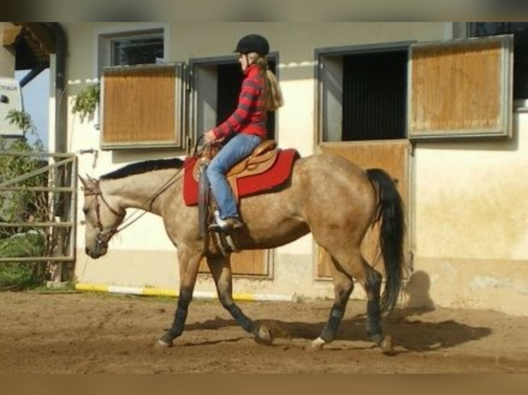 American Quarter Horse Giumenta 17 Anni 154 cm Pelle di daino in Schlammersdorf