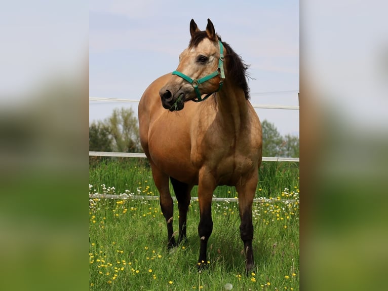 American Quarter Horse Giumenta 17 Anni 154 cm Pelle di daino in Schlammersdorf