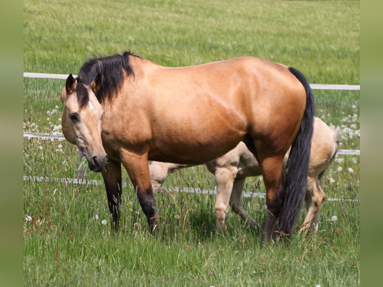 American Quarter Horse Giumenta 17 Anni 154 cm Pelle di daino in Schlammersdorf