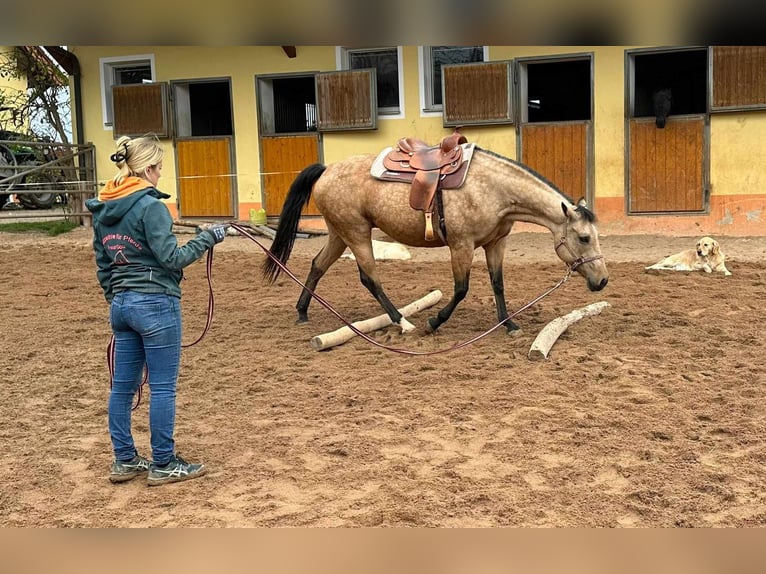 American Quarter Horse Giumenta 17 Anni 154 cm Pelle di daino in Schlammersdorf