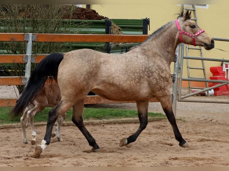 American Quarter Horse Giumenta 17 Anni 154 cm Pelle di daino in Schlammersdorf