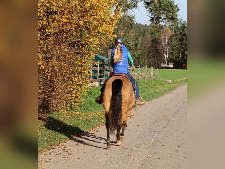 American Quarter Horse Giumenta 17 Anni 154 cm Pelle di daino in Schlammersdorf