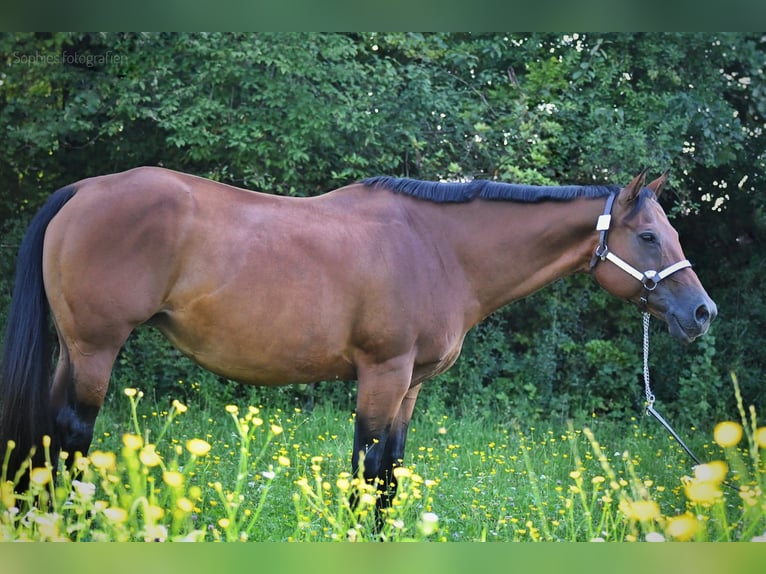 American Quarter Horse Giumenta 17 Anni 160 cm Baio in Geretsried