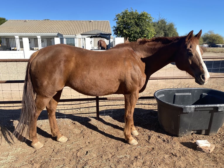 American Quarter Horse Giumenta 17 Anni 163 cm Sauro scuro in Queen Creek