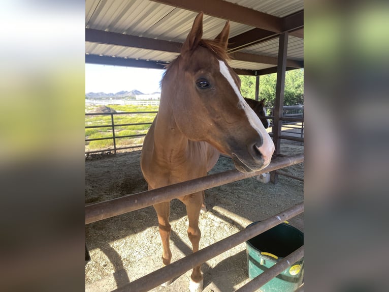 American Quarter Horse Giumenta 17 Anni 163 cm Sauro scuro in Queen Creek