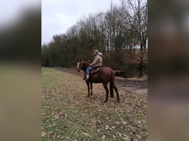 American Quarter Horse Giumenta 18 Anni 149 cm Sauro in Wettringen