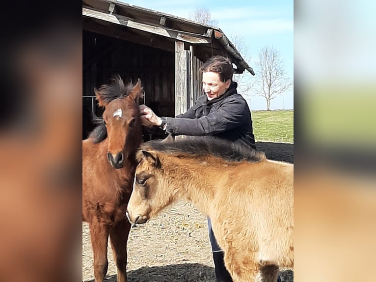 American Quarter Horse Giumenta 18 Anni 149 cm Sauro in Wettringen