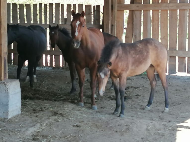 American Quarter Horse Giumenta 18 Anni 149 cm Sauro in Wettringen