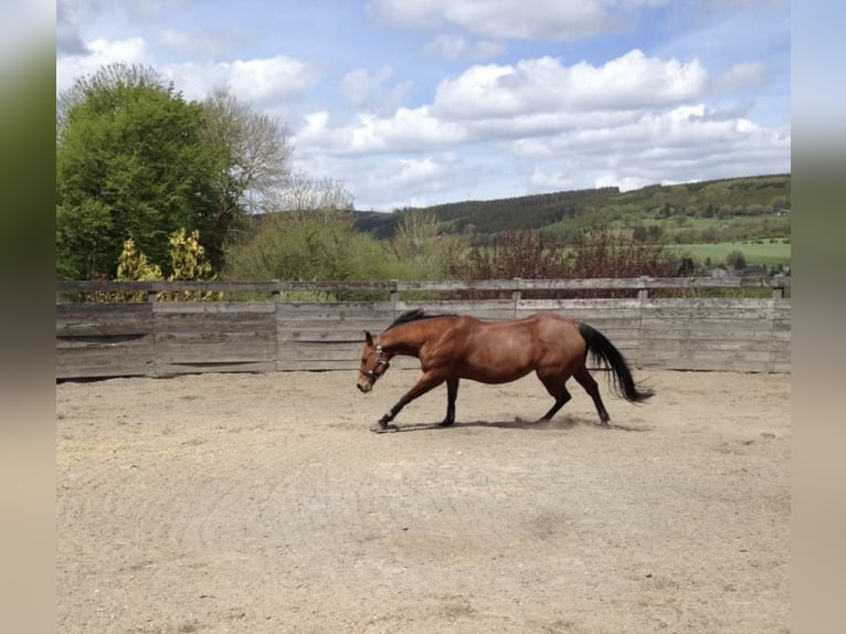 American Quarter Horse Giumenta 18 Anni 150 cm Baio in Berg am Irchel