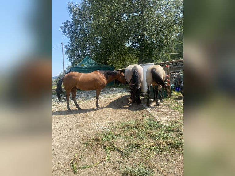 American Quarter Horse Giumenta 18 Anni 150 cm Baio in Berg am Irchel