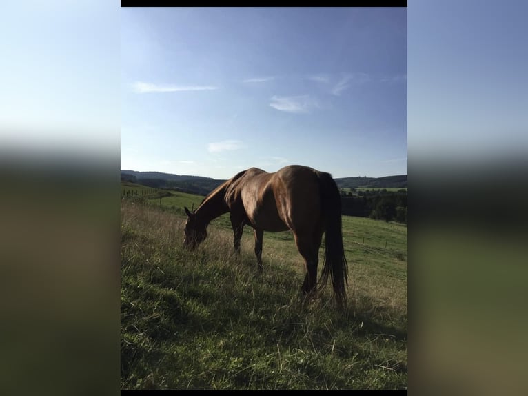 American Quarter Horse Giumenta 18 Anni 150 cm Baio in Berg am Irchel