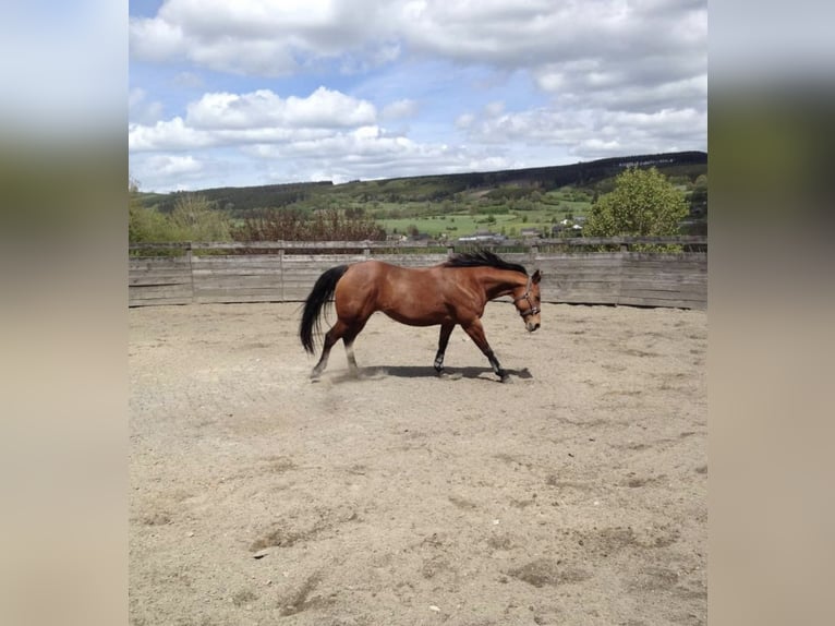 American Quarter Horse Giumenta 18 Anni 150 cm Baio in Berg am Irchel