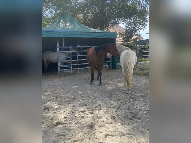 American Quarter Horse Giumenta 18 Anni 150 cm Baio in Berg am Irchel