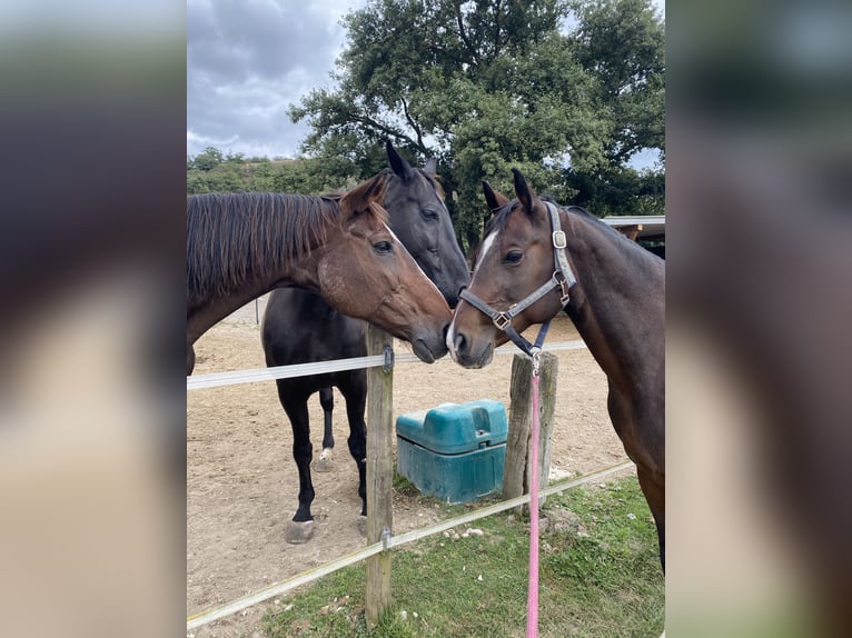 American Quarter Horse Giumenta 18 Anni 150 cm Baio in Mayen