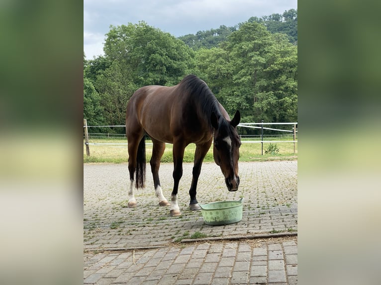 American Quarter Horse Giumenta 18 Anni 150 cm Baio in Mayen