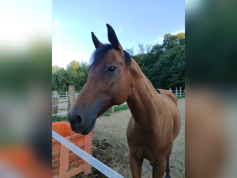 American Quarter Horse Giumenta 18 Anni 150 cm  in Cuggiono