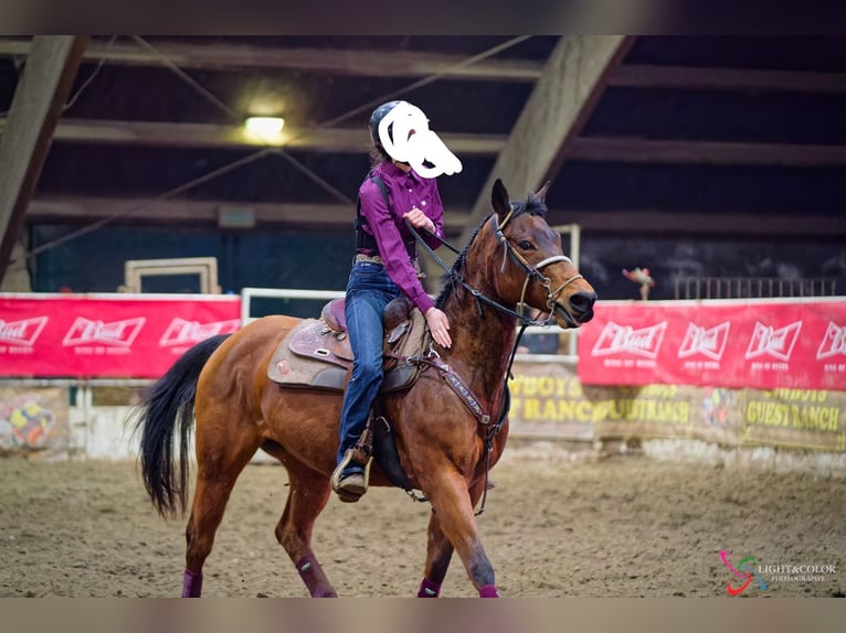 American Quarter Horse Giumenta 18 Anni 150 cm  in Cuggiono