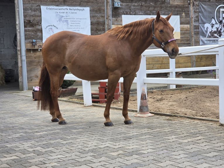 American Quarter Horse Giumenta 18 Anni 150 cm Sauro scuro in Büdingen