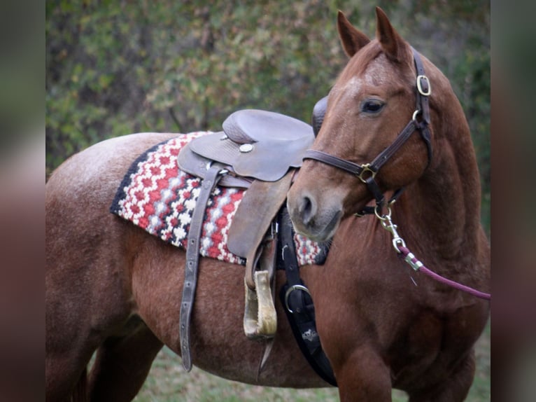 American Quarter Horse Giumenta 18 Anni 152 cm Roano rosso in Borden