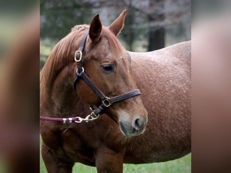 American Quarter Horse Giumenta 18 Anni 152 cm Roano rosso in Borden