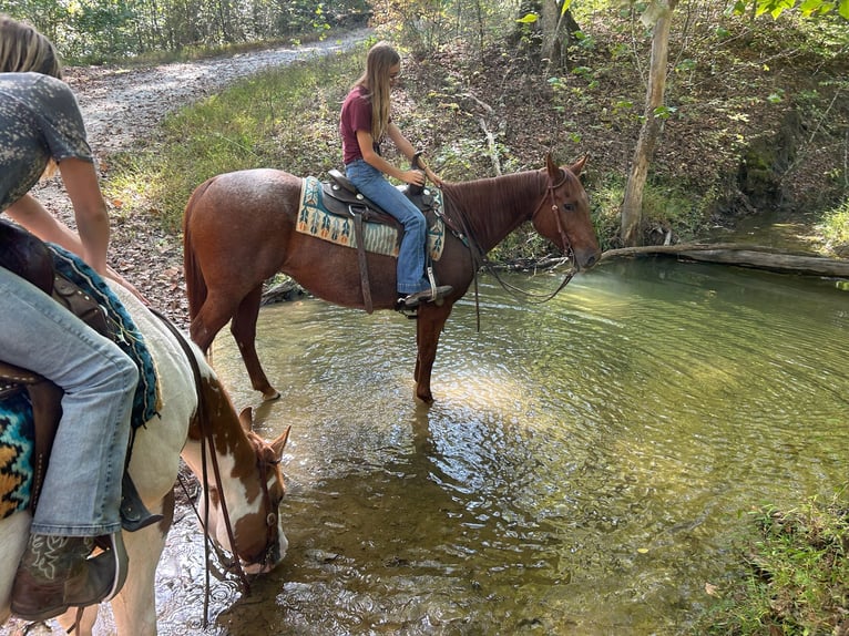 American Quarter Horse Giumenta 18 Anni 152 cm Roano rosso in Borden