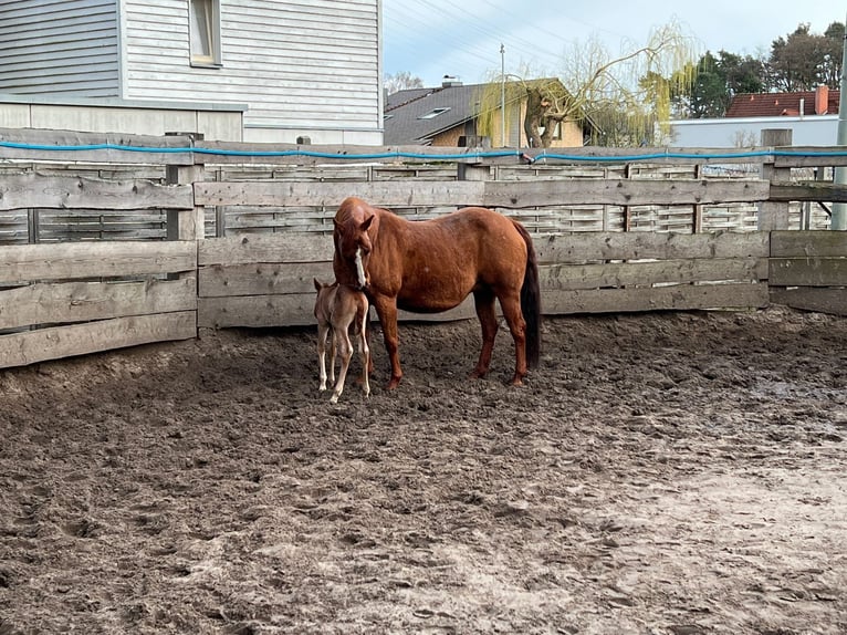 American Quarter Horse Giumenta 19 Anni 145 cm Sauro in Gifhorn