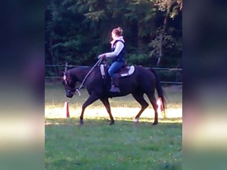 American Quarter Horse Giumenta 19 Anni 146 cm Baio nero in Scharnhorst