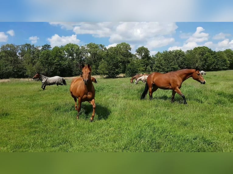 American Quarter Horse Giumenta 19 Anni 147 cm Sauro in Dwingeloo