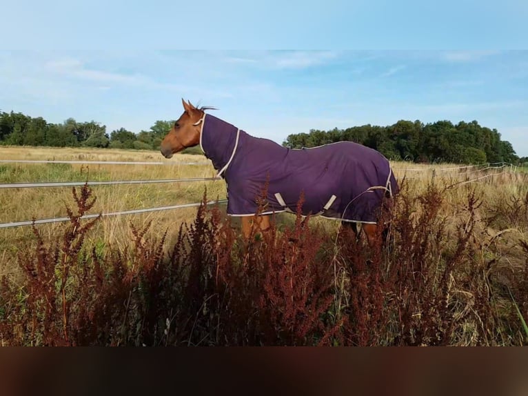 American Quarter Horse Giumenta 19 Anni 147 cm Sauro in Dwingeloo