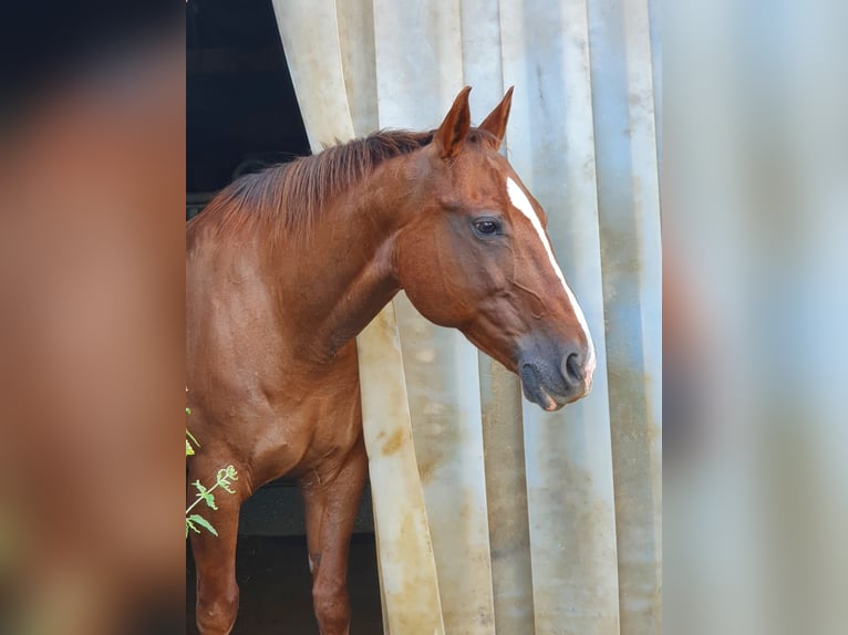 American Quarter Horse Giumenta 19 Anni 148 cm in Lengdorf