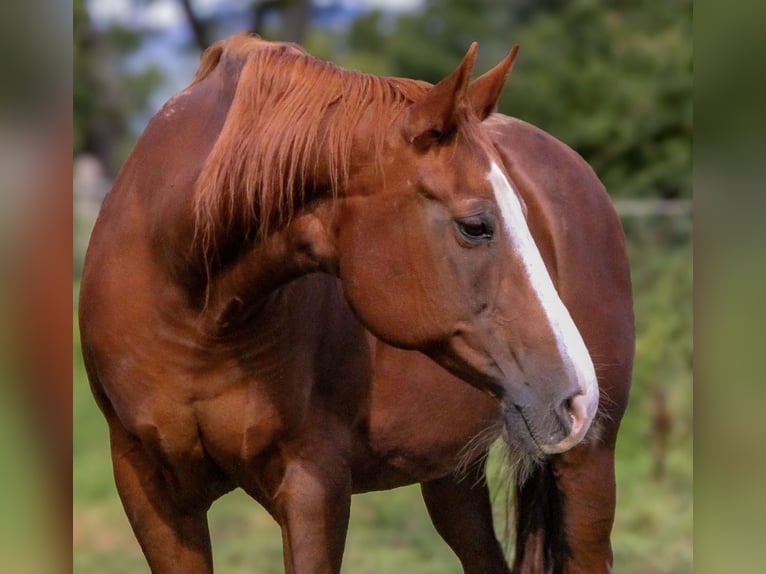 American Quarter Horse Giumenta 19 Anni 150 cm Sauro in Alfeld (Leine)Alfeld