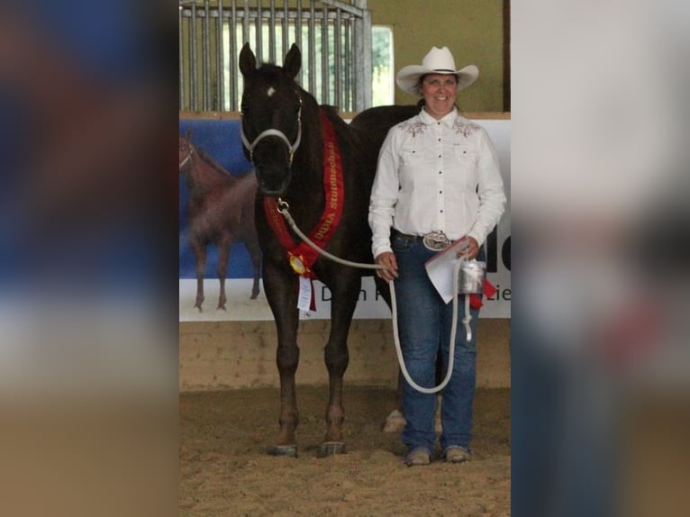 American Quarter Horse Giumenta 19 Anni 150 cm Sauro scuro in Laubach