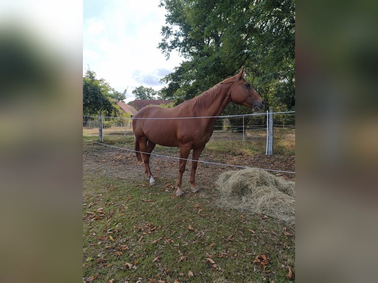American Quarter Horse Giumenta 19 Anni 160 cm Sauro in Schwarmstedt