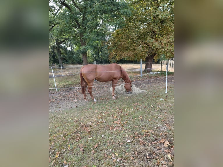 American Quarter Horse Giumenta 19 Anni 160 cm Sauro in Schwarmstedt