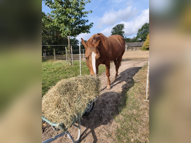 American Quarter Horse Giumenta 19 Anni 160 cm Sauro in Schwarmstedt