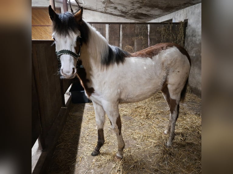 American Quarter Horse Mix Giumenta 1 Anno 130 cm Pezzato in Twist