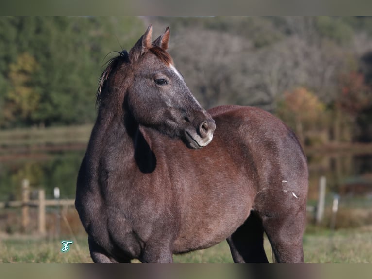 American Quarter Horse Giumenta 1 Anno 135 cm Grigio in Carthage, TX