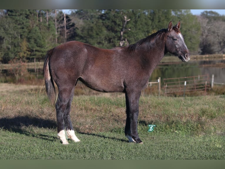 American Quarter Horse Giumenta 1 Anno 135 cm Grigio in Carthage, TX