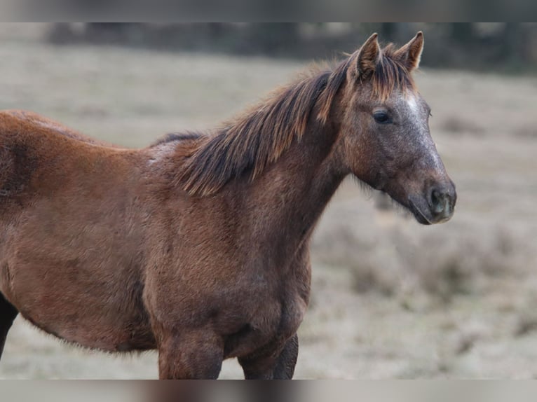 American Quarter Horse Giumenta 1 Anno 135 cm Grigio in Carthage, TX