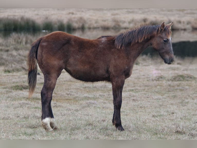 American Quarter Horse Giumenta 1 Anno 135 cm Grigio in Carthage, TX