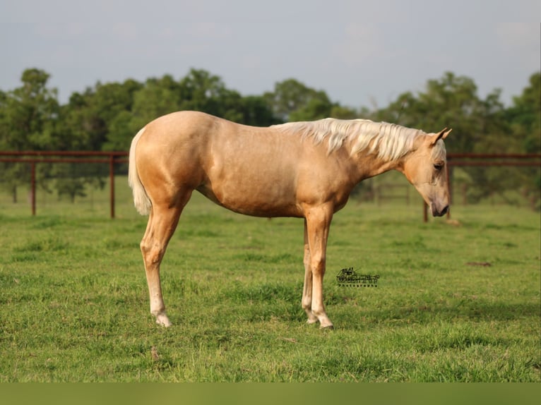 American Quarter Horse Giumenta 1 Anno 137 cm Palomino in Canton, TX